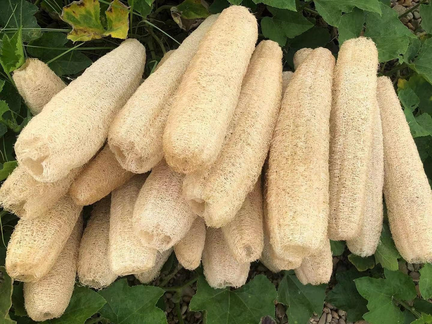 Natural Organic Loofah Sponges 