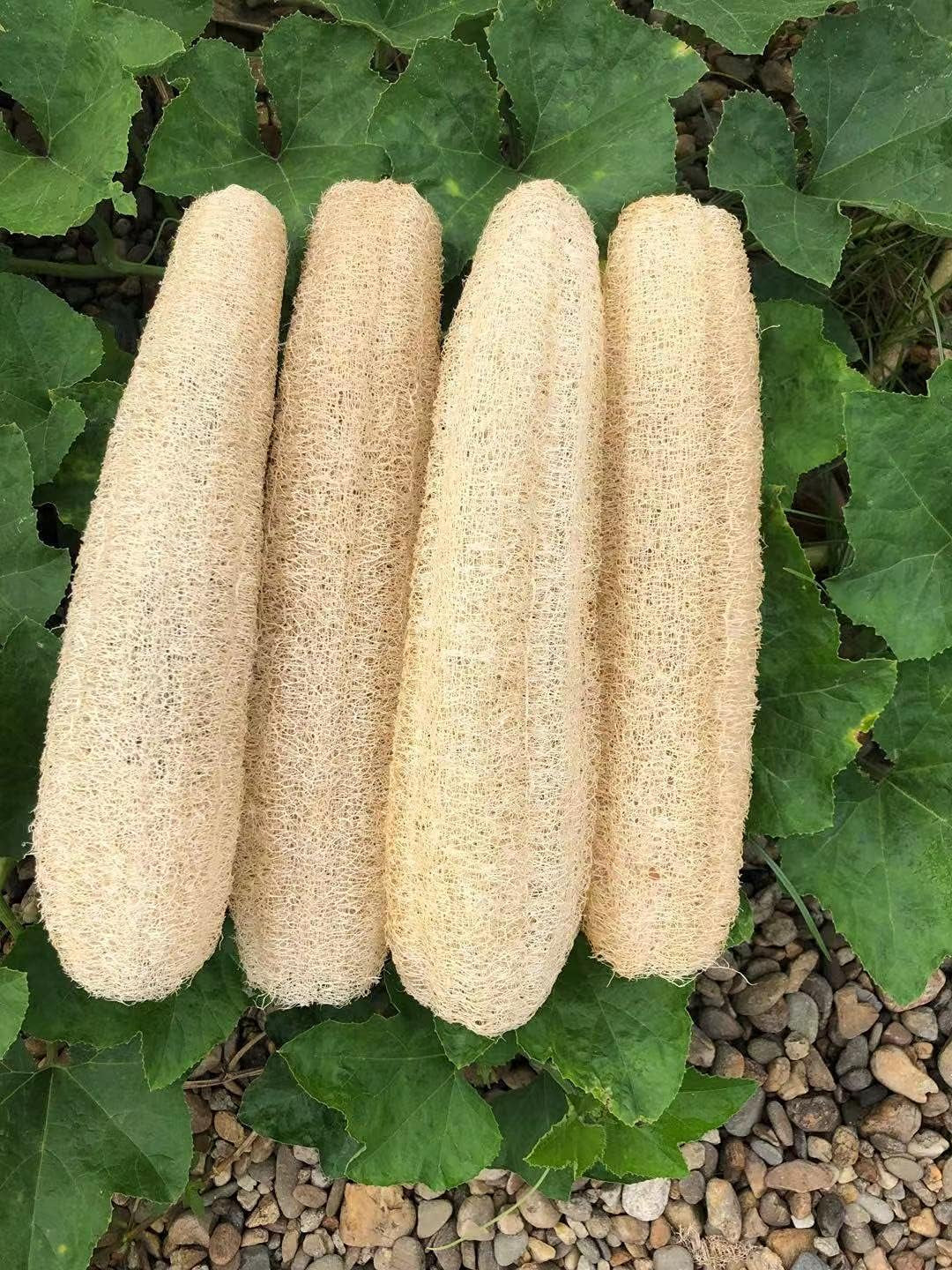 Natural Organic Loofah Sponges 